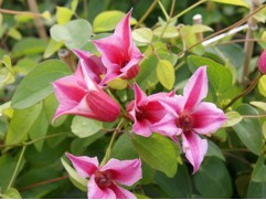 Клематис "Texensis Duchess of Albany", техасский, 3-группа  (Контейнер 2,0л)