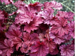 Гейхера гибридная  "Berry Smoothie"  (Контейнер 1,5л)