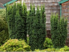 Тис средний "Hicksii" (Контейнер 0,5л)