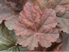 Гейхера гибридная  "Cassis"  (Контейнер 1,5л)