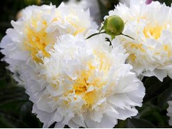 Пион молочноцветковый "Cheddar Cheese" (Контейнер 5.0)