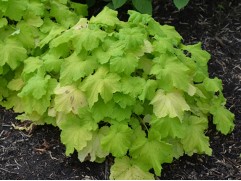 Гейхера гибридная  "Pistaсhe" (Контейнер 2,0л)