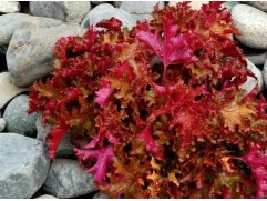 Гейхера гибридная  "Zipper"  (Контейнер 2,0л)