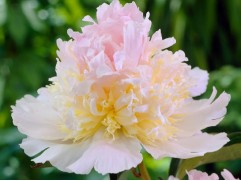 Пион молочноцветковый "Top Brass" (Контейнер 5.0л)