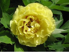 Пион Ито-гибрид "Yellow Crown"(Контейнер 5,0 л.)