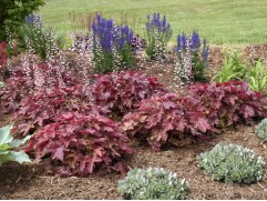 Гейхерелла "Red Rover" (Контейнер 2,0л)