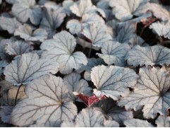 Гейхерелла "Plum Cascade"  (Контейнер 1,5л)