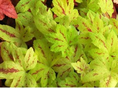 Гейхерелла "Sunrise Falls"  (Контейнер 2,0л)