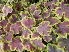 Гейхерелла "Solar Eclipse"  (Контейнер 2,0л)