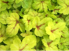 Гейхерелла "Sunspot" (Контейнер 2,0л)