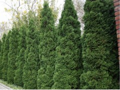 Туя западная "Zmatlik" (Контейнер 0,5л.)