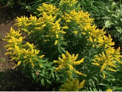 Солидаго гибридный "Loysder Crown" (Контейнер 2,0л)