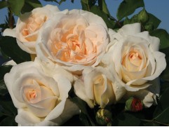 Роза штамбовая "Kosmos"  (Контейнер 10,0л)