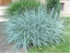 Колосняк песчаный (Контейнер 2,0л.)