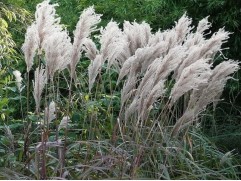 Мискантус китайский "Silberfeder" (Контейнер 2,0л.)