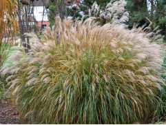 Мискантус китайский "Yakushima Dwarf" (Контейнер 2,0л.)