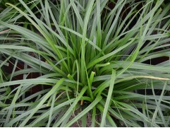 Осока охименская "Evergreen" (Контейнер 2,0л.)