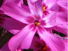 Флокс шиловидный "Atropurpurea" (Контейнер 1,5л)