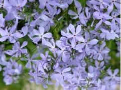 Флокс растопыренный "Blue Moon"  (Контейнер 1,5л)