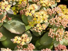 Очиток телефиум "Yellow Xenox" (Контейнер 2,0л)