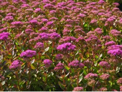 Очиток телефиум "Munstead Dark Red"  (Контейнер 2,0л)