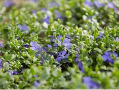 Барвинок малый "Ralph Shugert" (Контейнер 1,5л.)