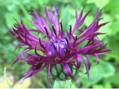 Василек горный "Jordy" (Контейнер 2,0л.)