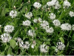 Василек горный "Alba" (Контейнер 2,0л.)