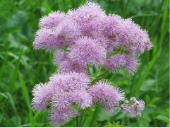 Василисник водосборолистный (Контейнер 2,0л.)