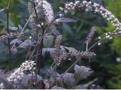 Актея японская "Silver Blush" (Контейнер 2,0л.)