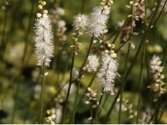 Актея японская "Silver Dance"  (Контейнер 2,0 л.)