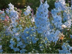 Дельфиниум гибридный "Balkleid" (Контейнер 2,0л)