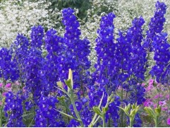 Дельфиниум гибридный "Atlantis" (Контейнер 2,0л.)