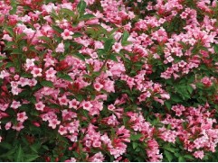 Вейгела цветущая "Pink Poppet" (Контейнер 1,5л. )