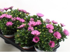 Остеоспермум "Senorita Davina Lilac"  (Контейнер 1,5л)