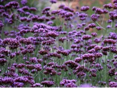 Вербена бонарская "Purple Haze" (Контейнер 1,5л.)