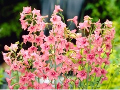 Дельфиниум крупноцветковый "Pink Sensation" (Контейнер 2,0л)