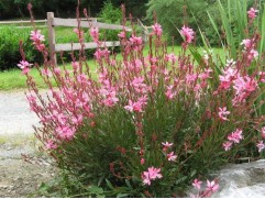 Гаура линдхеймера "Siskiyou Pink" (Контейнер1,5л.)