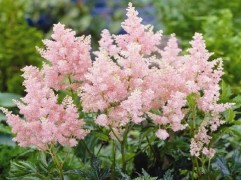 Астильба Арендса "Erika" (Контейнер 2,0л)