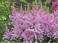 Астильба гибридная "Younique Lilac" (Контейнер 2,0л)