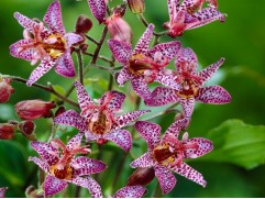 Трициртис тайваньский "Purple Beauty" (Контейнер 2,0л)