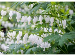 Дицентра великолепная "Alba" (Контейнер 2,0л)