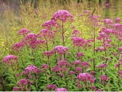 Посконник "Atropurpureum" (Контейнер 2,0л)