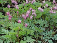 Дицентра исключительная "Stuart Boothman" (Контейнер 2,0л)