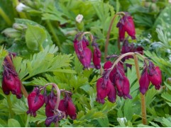 Дицентра красивая  "Bacchanal" (Контейнер 2,0л)