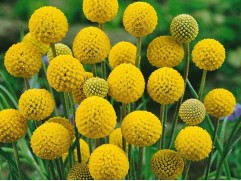 Краспедия "Golf Beauty" (Контейнер 1,5л)