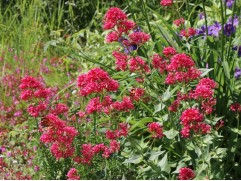 Валериана красная "RosenRot" (Контейнер 1,5 л.)