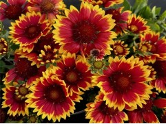 Гайлардия гибридная "SpinTop™ Orange Halo Imp." (Контейнер 1,5 л.)