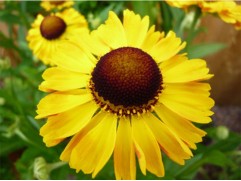 Гелениум гибридный "The Bishop" (Контейнер 2,0л)