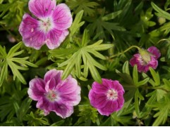 Герань садовая "Elke" (Контейнер 2,0л)